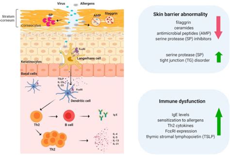 The Riddle Of Response To Cutaneous Allergen Exposure In Patients With Atopic Dermatitis