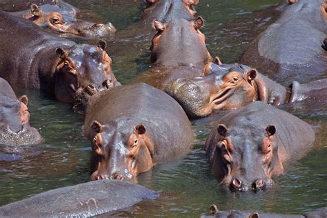 What Is a Group of Hippos Called? - A-Z Animals