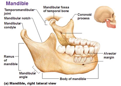 Mandibular Condyle