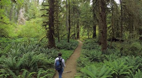 Hoh Rainforest, Washington State’s temperate rainforest – The Kid ...