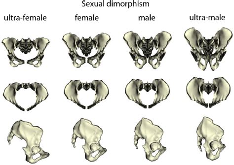 Sexual Dimorphism In Pelvis Shape Shown Are The Average Female And