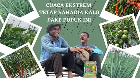 Luar Biasa Pupuk Murah Ini Bisa Menguatkan Tanaman Saat Cuaca Hujan