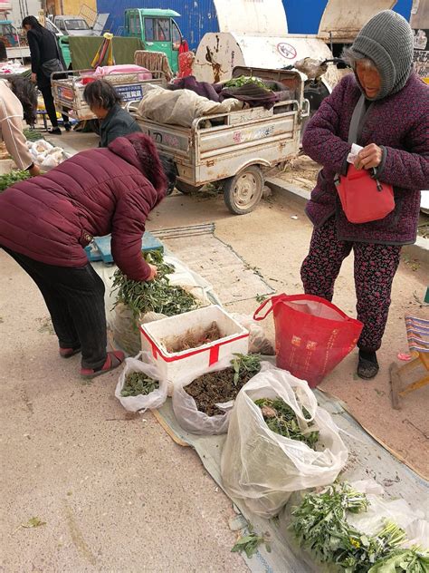 城里早市，农村大妈卖榆树叶3元一斤，稀罕野菜没人叫出名字