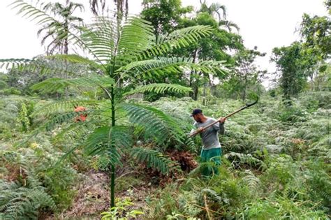 Povo Patax Restaura Reas Degradadas No Sul Da Bahia