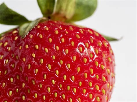 Cierre De Fresas Naturales Maduras Sobre Fondo Blanco Foto De Archivo