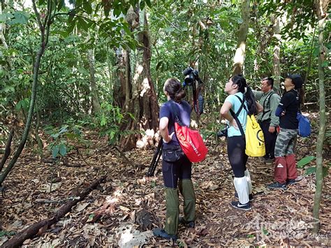 The Top 7 Wildlife in Borneo You Need to See Once It’s Good to Travel ...