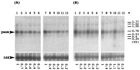 Northern Hybridization Analysis Of Rna Isolated From Wild Type Strain