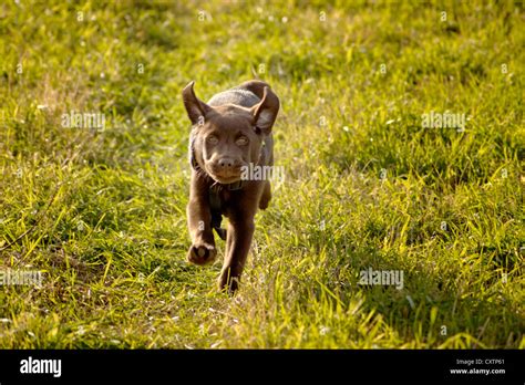 14 Week Old Chocolate Labrador Puppy Stock Photo Alamy