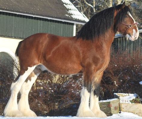 17 Best images about Clydesdale on Pinterest | Show horses, Shire horse ...