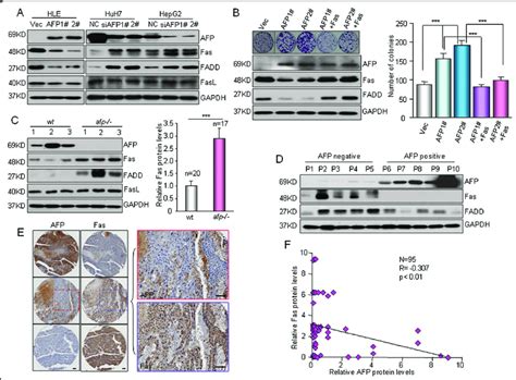 Afp Suppresses Hcc Apoptosis Via The Fas Fadd Signaling Pathway A