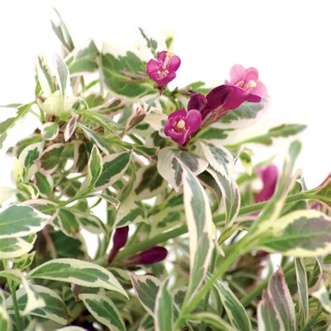 Proven Winners 3 Gal My Monet Purple Effect Weigela Florida Live Shrub With Variegated