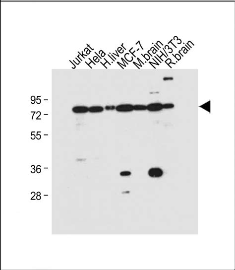 NUR77 NR4A1 Antibody S351 Affinity Purified Rabbit Polyclonal