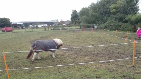 The Bucking Shetland Pony Youtube