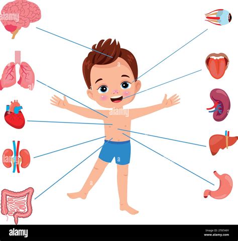 Ensemble D Organes Internes D Anatomie Humaine Avec Cerveau Poumons