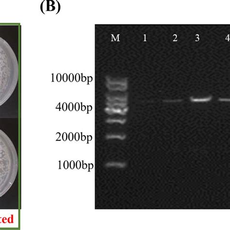 The Integration Efficiency Of ICas9 Mediated Is Higher Than That Of