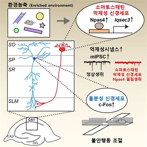 뇌 시냅스 단백질 작동 원리 규명우울증 등 새 치료제 기대 연합뉴스