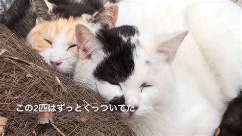 子猫兄姉妹子猫団子、寄り添いぬくぬくするkittens Become Cat Cuddlings Youtube