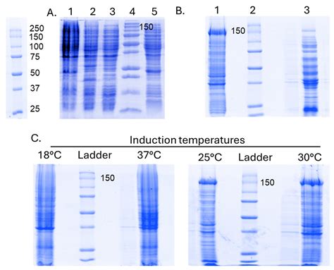 Biomedicines Free Full Text Optimizing Recombinant Cas9 Expression