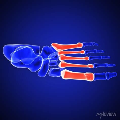 The metatarsal bones, or metatarsus, are a group of five long • wall ...