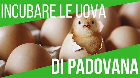 Come Incubare Le Uova Di Gallina Tutorial Incubazione Youtube