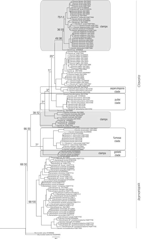 Maximum Parsimony Phylogram Inferred From Lsu Nrdna Sequences Of