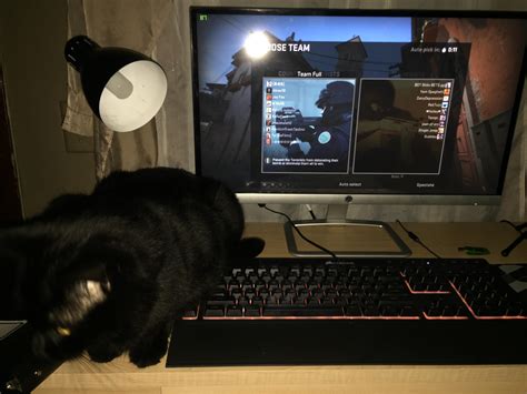 Playing Csgo With My Cat Pressing All My Macro Buttons Rpcmasterrace