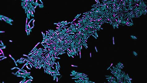 How Bacteria Ship Cellular Cargo By Surfing Along Proteins