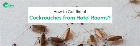 How To Get Rid Of Roaches In Hotel Room