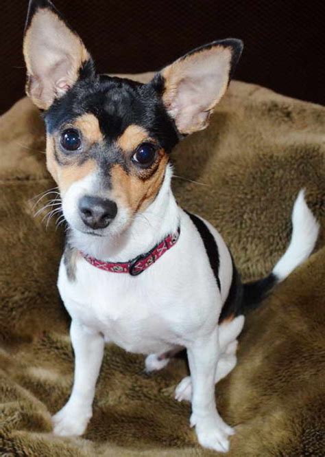 Fox Terrier Chihuahua Mix For Sale Petsidi