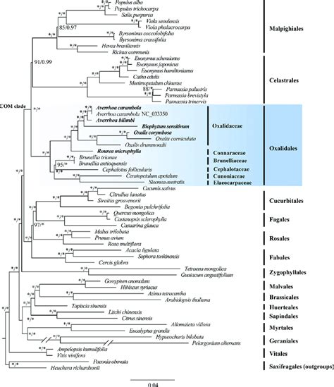 Phylogenetic Trees From Maximum Likelihood Ml And Bayesian Inference