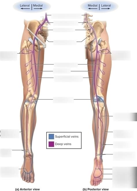 Veins Of The Lower Limbs Diagram Quizlet