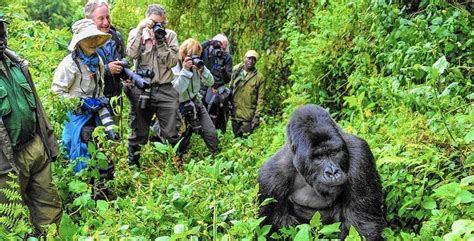 What Is The Gorilla Trekking Age Limit In Virunga National Park Dr Congo