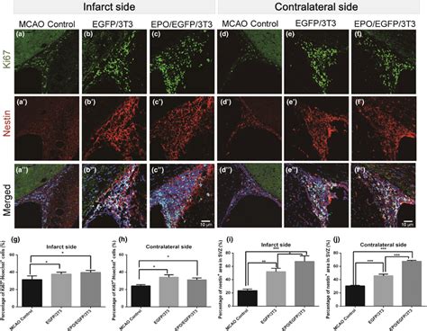 Proliferation Of Neural Stem Progenitor Cells In The Subventricular Download Scientific Diagram