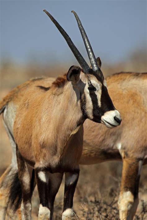 Gemsbok Oryx Calf Kalahari Desert Stock Photo Image Of Safari