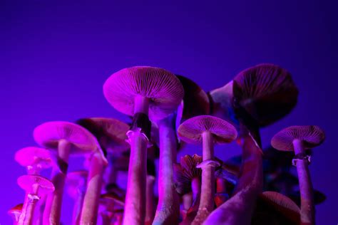 Facing Death Without Fear Psychedelics For End Of Life Care