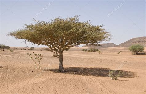 Acacia tree in the desert — Stock Photo © Danieloncarevic #10741707