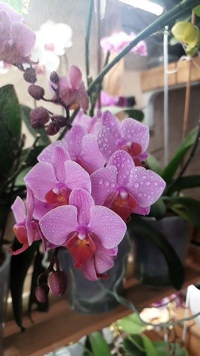 орхидея Санта роза #orchid #орхидеи #plants #2025 - YouTube