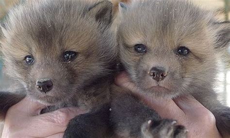 Domesticated Fox Puppies! | Fox pups, Animals, Domestic fox