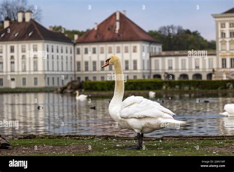 Der stute Schwan Cygnus olor ist eine Schwanenart und gehört zur