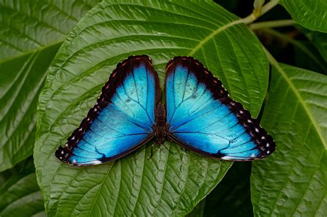 Snapping Photos Of Blue Morphos Exhibits