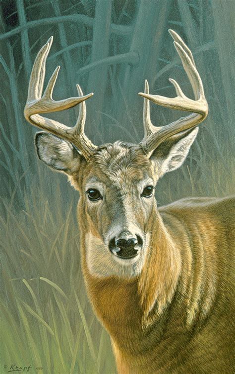 Whitetail Buck Painting By Paul Krapf