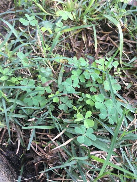 Identifying Lawn Weeds