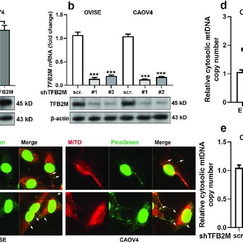 Tfb M Expression Is Positively Correlated With Cytosolic Mtdna Stress