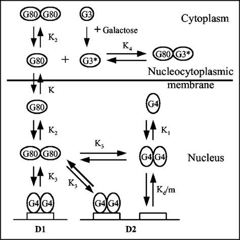 Schematic Representation Of Protein Protein And Dnaprotein Interactions Download Scientific