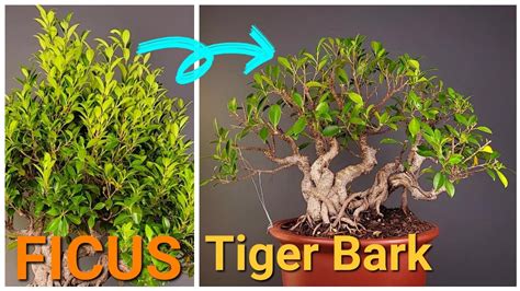 Ficus Tiger Bark Bonsai Pruning And Branch Selection Kimeng Clip And