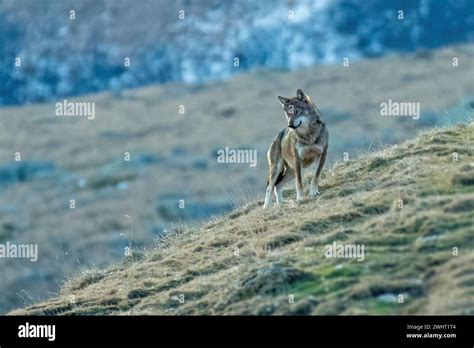 Rare Example Of A Wild Italian Wolf Taken In Nature While Looking