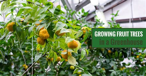 Can I Grow Fruit Trees In a Greenhouse? | Greenhouse Emporium