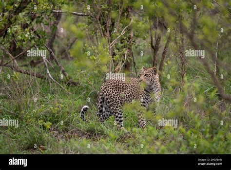 Male African Leopard In The Bush In Sabi Sands Game Reserve South