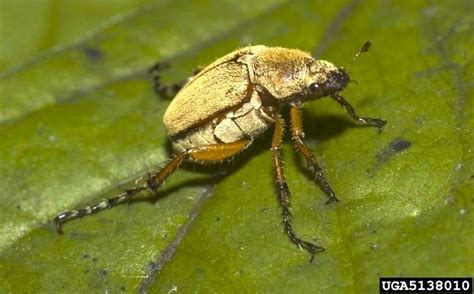 Rose Chafer Vce Publications Virginia Tech