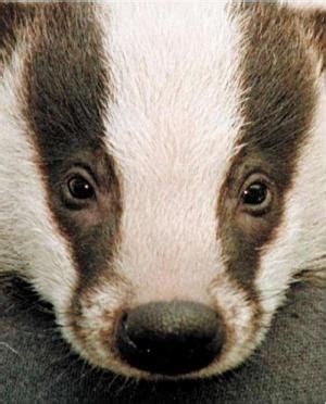 ScienceBadger Unleashed: Badger Facts